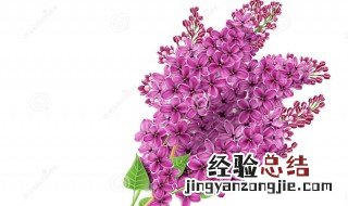 丁香绕内容概括 丁香结主要内容是什么