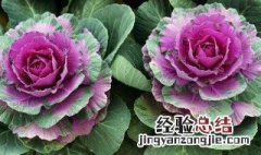 羽衣甘蓝的功效与作用及禁忌 羽衣甘蓝的功效与作用