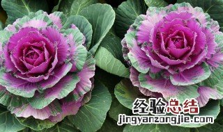羽衣甘蓝的功效与作用及禁忌 羽衣甘蓝的功效与作用