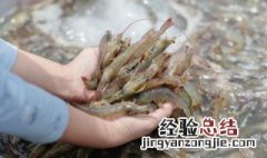 甘蔗虾的做法 甘蔗虾做法