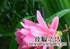令箭荷花的养殖方法和注意事项 嫁接令箭荷花的养殖方法和注意事项