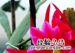 令箭荷花的养殖方法和注意事项 嫁接令箭荷花的养殖方法和注意事项