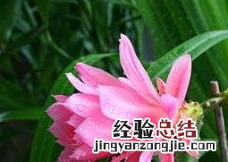 令箭荷花的养殖方法和注意事项 嫁接令箭荷花的养殖方法和注意事项
