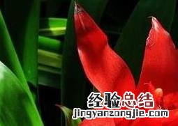 凤梨花的养殖方法和注意事项绿色大衣搭配什么颜色好看 凤梨花的养殖方法