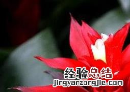 凤梨花的养殖方法和注意事项绿色大衣搭配什么颜色好看 凤梨花的养殖方法