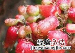 毛灯笼花的养殖方法和注意事项 灯笼花的养殖方法和注意事项有哪些