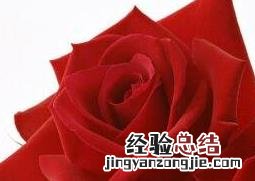 玫瑰和牡丹一样吗 乌丹玫瑰花与普通玫瑰的区别