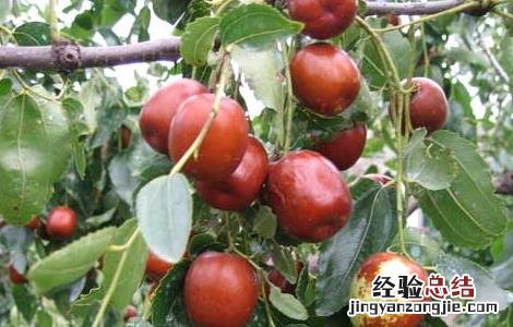 红枣的功效与作用一天吃几个合适 红枣的功效与作用