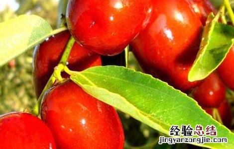 红枣的功效与作用一天吃几个合适 红枣的功效与作用