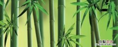 竹子的天然植物天敌 竹子的天敌是什么