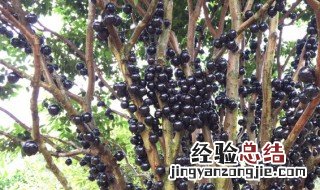 嘉宝果的功效与作用禁忌 嘉宝果的功效