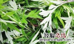 艾叶泡脚有什么好处 艾叶泡脚有什么作用