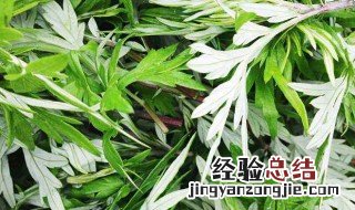 艾叶泡脚有什么好处 艾叶泡脚有什么作用
