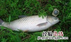 传统钓鲫鱼用什么钩好 什么钩适合传统钓鲫鱼