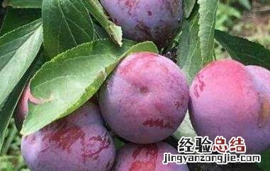 四川青红脆李的功效与作用 四川脆红李的功效与作用