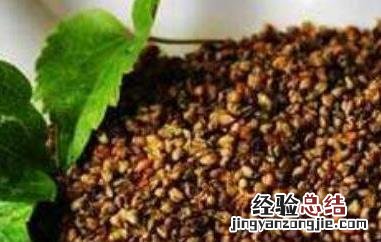 喝苦荞茶有什么好处