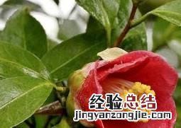 茶花的养殖方法和注意事项视频 茶花的养殖方法