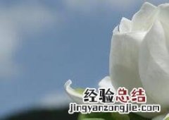 栀子花怎么养好 栀子花怎么养好活