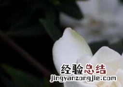 栀子花怎么养好 栀子花怎么养好活