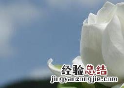 栀子花怎么养好 栀子花怎么养好活