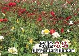 无刺玫瑰花怎么种植方法 无刺玫瑰花怎么种植