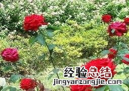 无刺玫瑰花怎么种植方法 无刺玫瑰花怎么种植