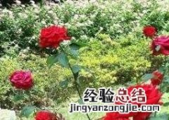 玫瑰花的种植方法和种植技术 玫瑰花的种植方法和种植技术有哪些
