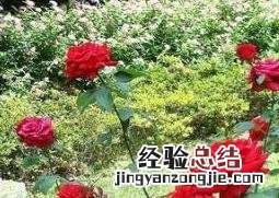 玫瑰花的种植方法和种植技术 玫瑰花的种植方法和种植技术有哪些