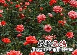 玫瑰花的种植方法和种植技术 玫瑰花的种植方法和种植技术有哪些