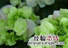 绣球花养殖方法与技巧 绣球花的养殖方法与注意事项