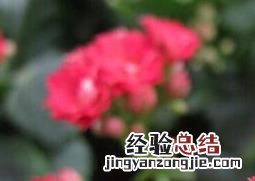 长寿花怎么养才能更旺盛开花 长寿花怎么养