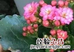 长寿花怎么养才能更旺盛开花 长寿花怎么养