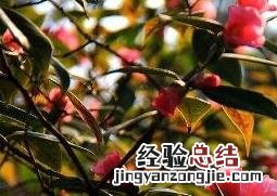 茶花的养殖方法与注意事项 茶花的养殖方法与注意事项视频