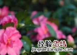 茶花的养殖方法与注意事项 茶花的养殖方法与注意事项视频