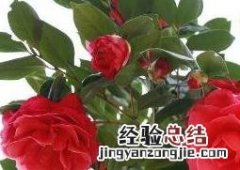 茶花的养殖方法和注意事项 山茶花的养殖方法和注意事项