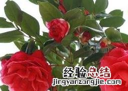 茶花的养殖方法和注意事项 山茶花的养殖方法和注意事项