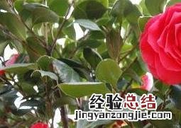 茶花的养殖方法和注意事项 山茶花的养殖方法和注意事项