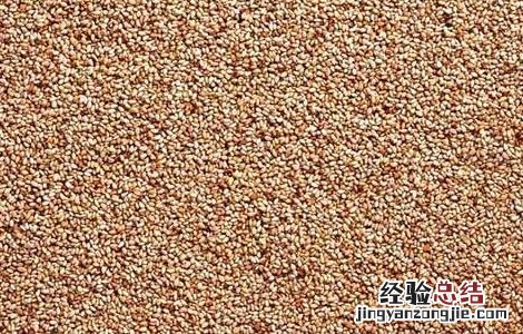 芝麻的营养价值 芝麻的营养价值及功效与作用禁忌
