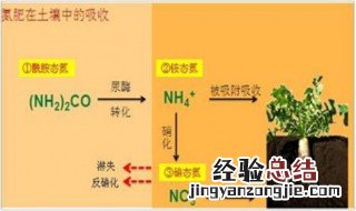萌芽期氮肥怎么吸收 氮肥在萌芽期如何吸收