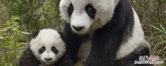 熊猫有趣的地方在哪里? 熊猫有趣的地方在哪儿