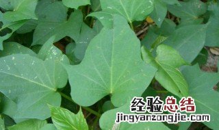 圣草金锁匙的功效与作用 金锁匙的功效与作用