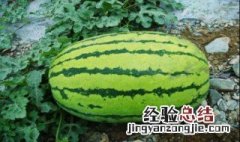 在南方什么季节适合种西瓜种子 在南方什么季节适合种西瓜