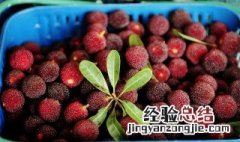 为设果果有杨梅的意思 此句子出自哪里