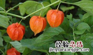 香姑娘的功效与作用 姑娘果吃多了要死人的