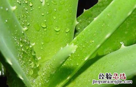 新鲜芦荟怎么敷脸好 新鲜芦荟怎么敷脸好一点