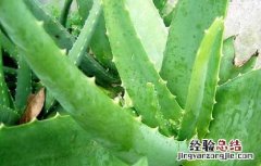 芦荟怎样祛斑才好 芦荟怎样祛斑才好用