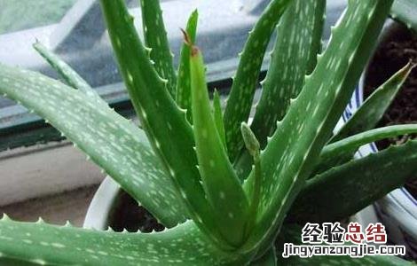 新鲜芦荟可以直接涂在脸上吗 芦荟可以直接涂在脸上吗