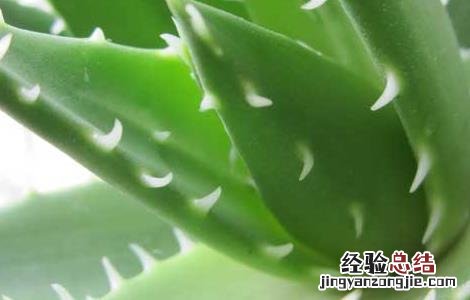 新鲜芦荟可以直接涂在脸上吗 芦荟可以直接涂在脸上吗