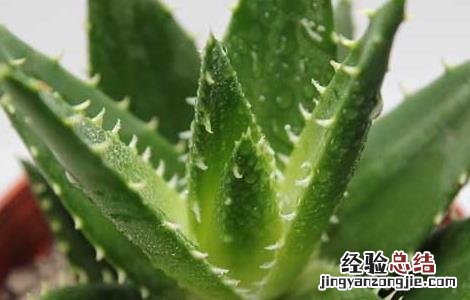 新鲜芦荟可以直接涂在脸上吗 芦荟可以直接涂在脸上吗