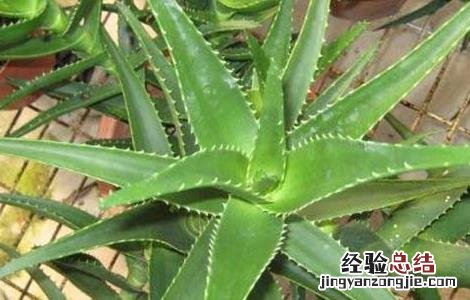 新鲜芦荟可以直接涂在脸上吗 芦荟可以直接涂在脸上吗